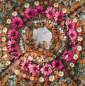 Tea + Intentions: A Summer Solstice Ceremony-June 18, 2025