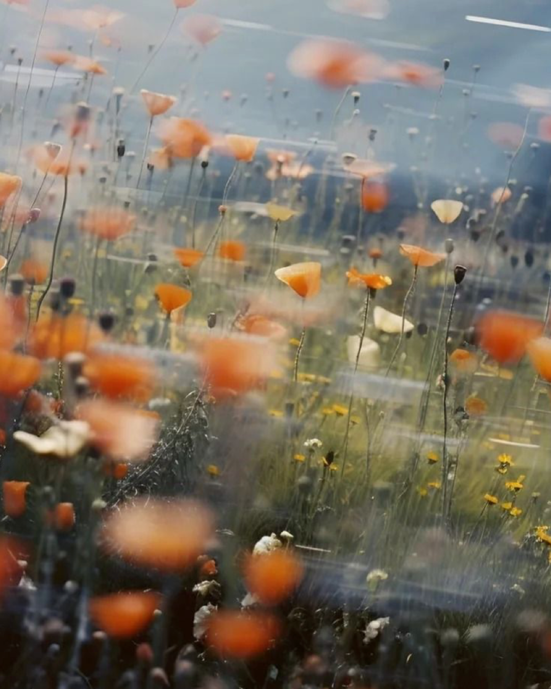 Summer Field of Flowers